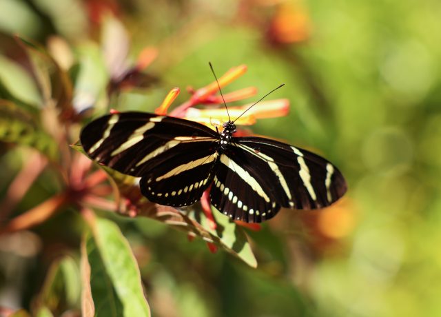 Nature Photography